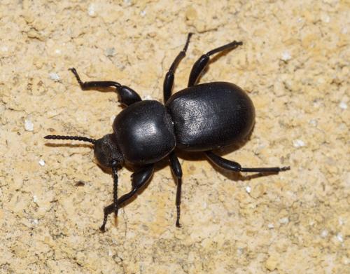 Réf. 305 175 : Scaurus atratus